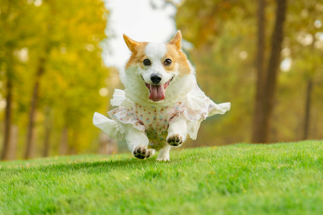 Healthy dogs. Peace of Mind.