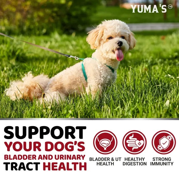 Cranberry UTI Support Chews for Dogs – 170 Count
